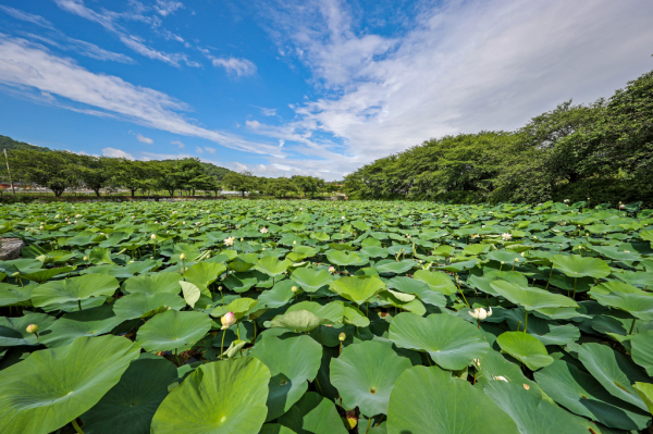 면천골정지 연꽃
