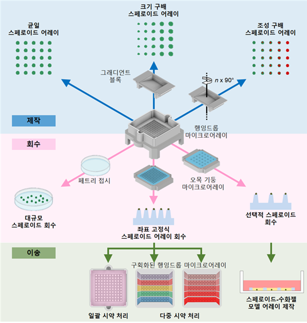 맞춤형 스테로이드 어레이 제작 및 분석을 위한 클릭-스페로이드 플랫폼 개요
