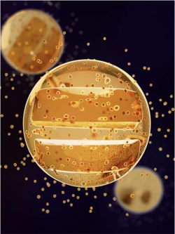 진화학적으로 새롭게 규명된 곤충 혈구세포