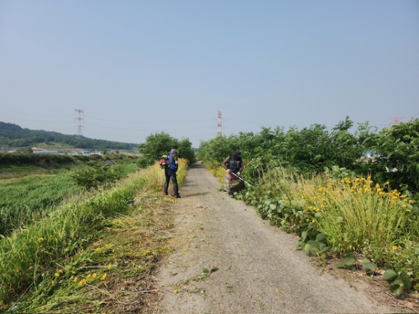 지방하천 예초작업