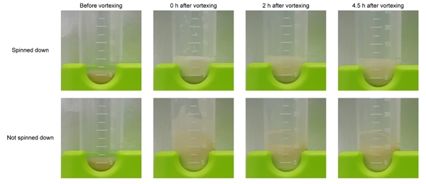 미생물 용해물의 거품 형성 능력 및 머랭 쿠키 제작 예시