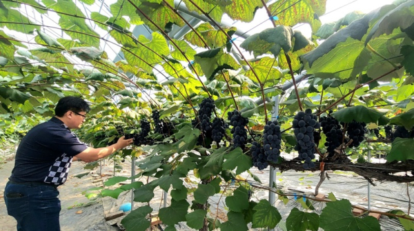 사현포도 수확 모습