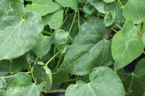 점무늬낙엽병 발생되기 시작한 백수오 잎