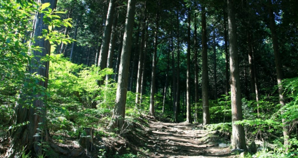 성주산자연휴양림 모습