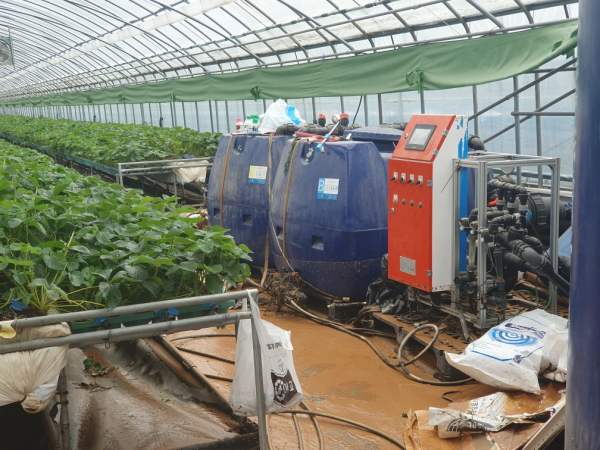 딸기 재배농가 침수 피해