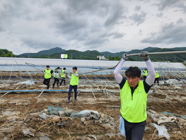 백남성 농협충남세종본부장과 직원들은 최근 집중호우로 침수 피해를 입은 금산군 추부면 깻잎 재배 농가를 찾아 수해 복구를 진행했다.