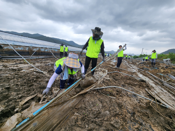 충남세종농협 직원들이 금산군 추부면 깻잎 재배 농가에서 수해로 망가진 비닐하우스를 철거하고 있다.