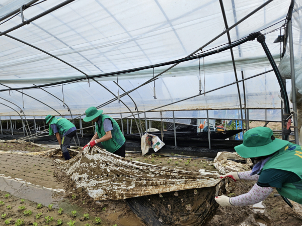 하우스 정리중인 아산시새마을회 회원