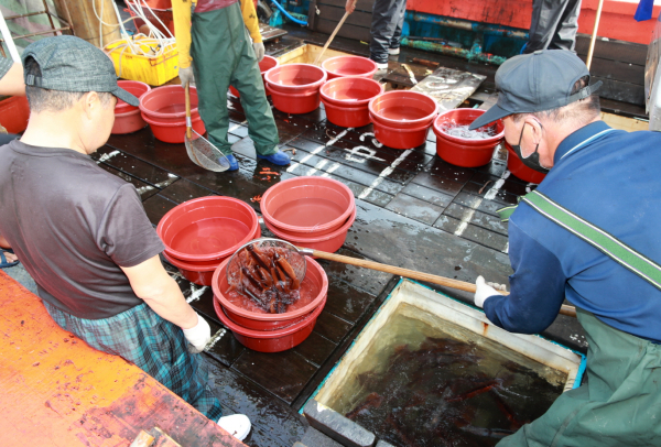 신진도항에서 오징어를 수확하는 모습