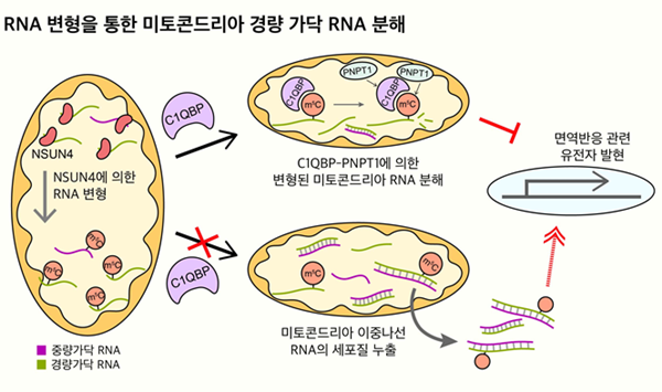 미토콘드리아 RNA 변형을 통한 경량 가닥 RNA의 선택적 조절 기전 모식도