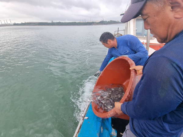 참돔 종자 방류 모습