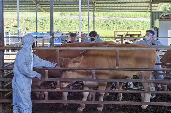 세종시 가축방역관이 소독을 하고 있다.