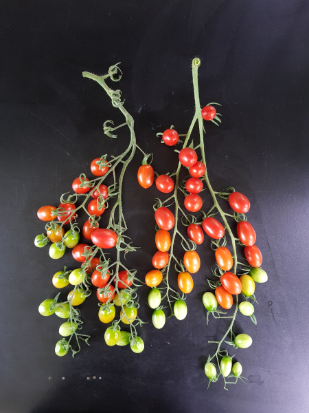 티와이마시토 화방