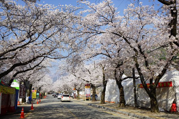 지난 동학사 벚나무 가로수길 모습