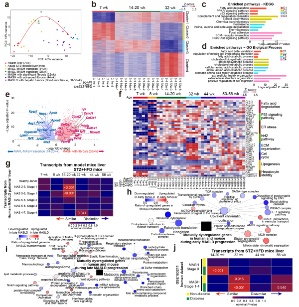 대사이상 지방간 질환 마우스 모델과 환자 간 전사체 비교 분석