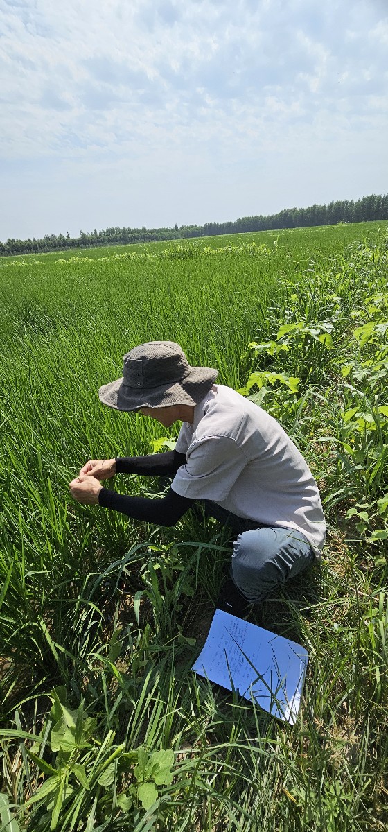 우즈벡 벼 재배 단지