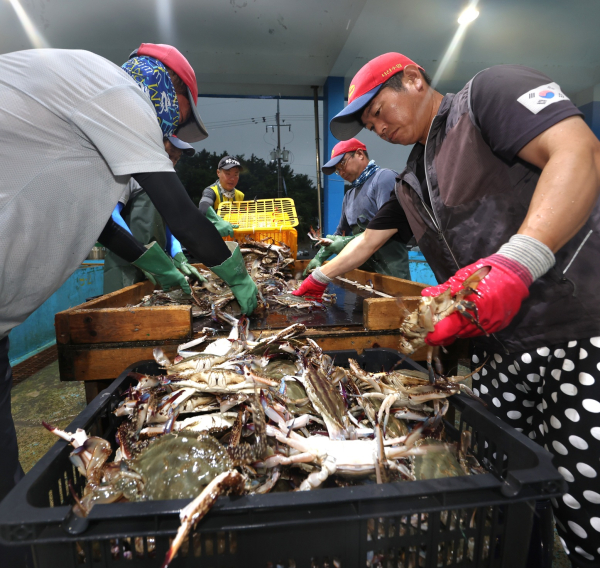 21일 근흥면 채석포항 위판장의 꽃게 모습.