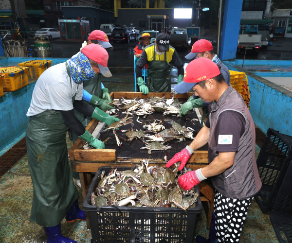 21일 근흥면 채석포항 위판장의 꽃게 모습.