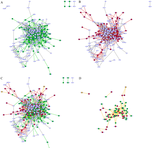 A: 인삼 단독사용시 단백질-단백질 상호작용 네트워크 지도B: 황기 단독사용시 단백질-단백질 상호작용 네트워크 지도C: 인삼,황기 동시사용시 단백질-단백질 상호작용 네트워크 지도D: 인삼,황기 동시사용시 새롭게 나타나는 단백질-단백질 상호작용 네트워크 지도