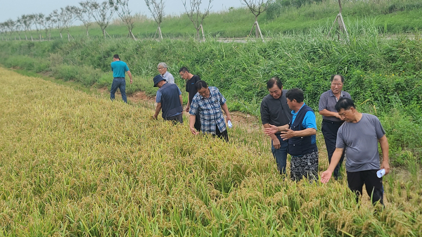 고북면 신장리 일원에서 진행된 벼 직파재배 포장 현장 견학
