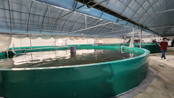 대서양 연어 양식장