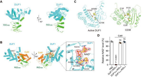 인체 세포 내 단백질 칼모듈린(CaM)과 결합해 면역체계 필수 물질을 분해하는 효소(NADase)로 전환하는 비브리오 패혈증균 트랜스포머 단백질(DUF1/RID)