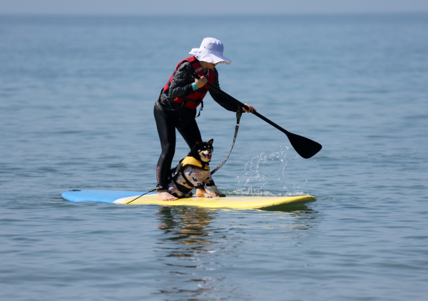 태안 서프 독(SUP DOG) 프로그램 인기