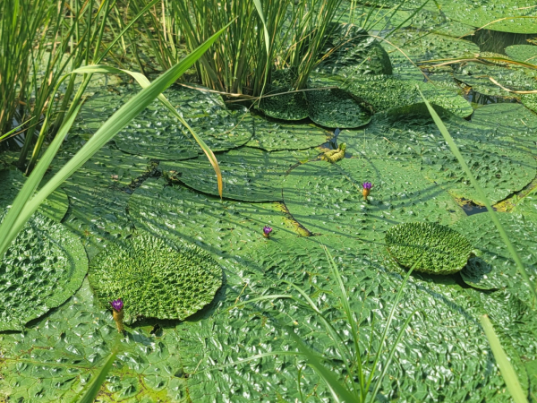 직산 삼은저수지에 멸종위기 야생생물 2급 가시연꽃이 피어 있다.