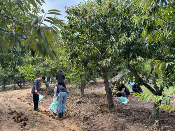 밤 재배농가 돕기 일손돕기 창구 운영 (알밤 줍기 봉사활동 모습)