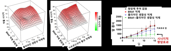 [그림 3] 항암제 효능의 시너지적 효과(왼쪽) BRAF 억제 항암제와 폴리아민 생합성 억제제 혹은 미토콘드리아 활성 억제제의 시너지적인 세포 사멸 (오른쪽) BRAF 억제 항암제와 폴리아민 생합성 억제제 조합에 의한 시너지적인 항암효과 확인