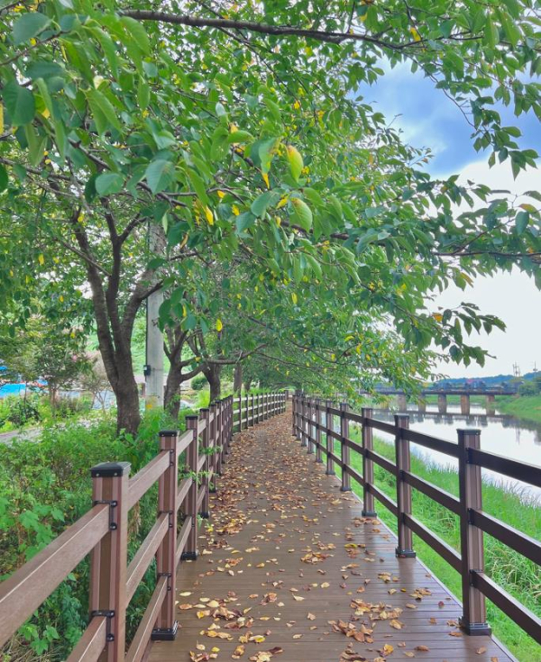 홍성군 ‘찔레꽃 길’