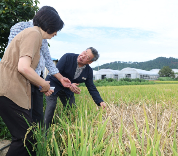 지난 19일 태안읍 상옥리의 벼멸구 피해농가를 찾은 가세로 군수.