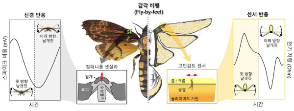 날갯짓 곤충과 날갯짓 드론에서 날개 변형을 감지하는 메커니즘.