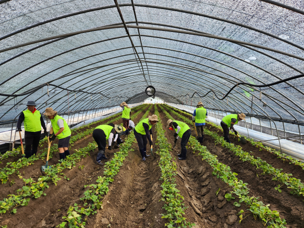 충남세종농협 임직원 50여명은 지난주 집중호우로 피해를 입은 논산시 연무읍 딸기재배 농가를 찾아 수해복구 봉사활동 진행 모습