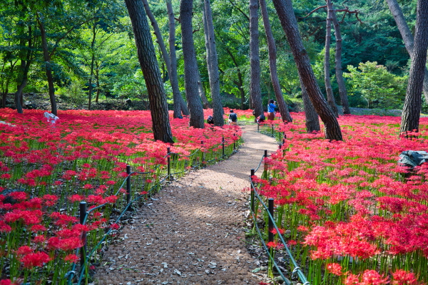 성주산자연휴양림 꽃무릇 사진