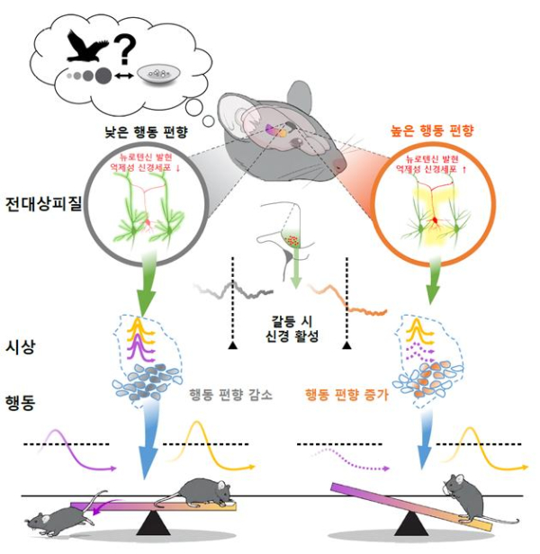 대뇌피질-시상핵에 의한 행동 편향 조절 메커니즘