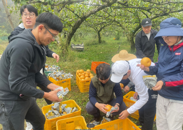 세종 도원초 학생들이 배를 수확하고 있는 모습