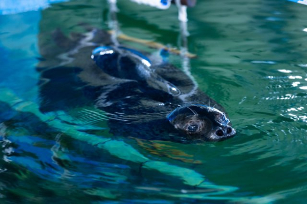 점박이물범 봄이