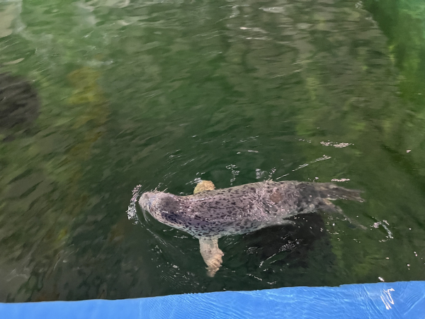 점박이물범 양양이