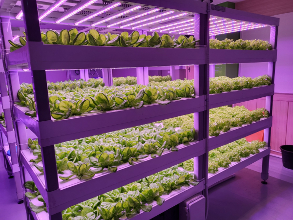 세종형 스마트팜 모습