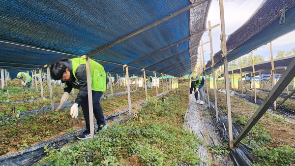 세종도시교통공사, 가을철 맞아 농촌일손돕기 진행 모습