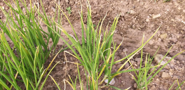 쪽파 잎끝마름 피해