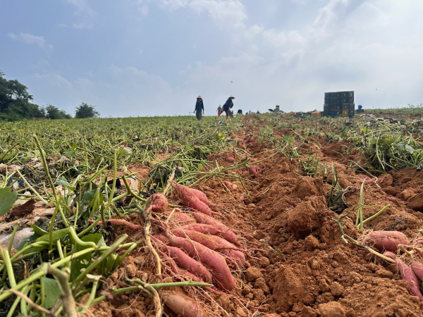호풍 고구마 사진