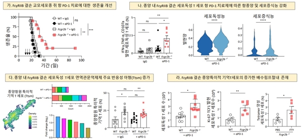 억제성 Fc 감마수용체(FcγRIIB) 결손에 따른 교모세포종 뇌종양 실험 쥐의 항 PD-1 치료제 항종양 활성 증가에 따른 생존율 개선 연구결과
