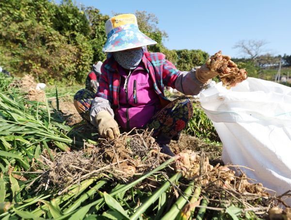 소원면 법산리에서 생강을 수확하는 모습(11월 5일).
