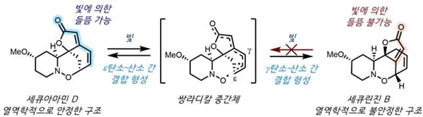 세큐린진 B의 합성 전략