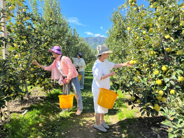 지역 농가 연계 ‘사과 따기’ 숲 여행 운영 모습