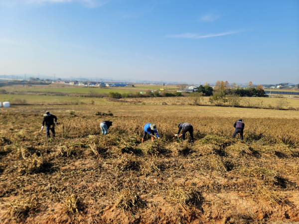 계절근로자 작업 모습