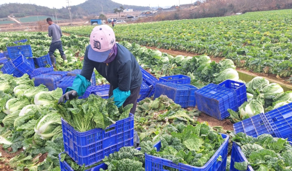전라남도 해남군 포전의 배추 수확 현장