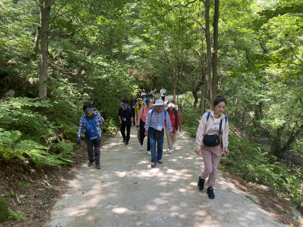 암생존자 어르신들이 지난 지난 6월 국립김천치유의숲 잣나무숲길에서 숲트레킹을 하고 있다.